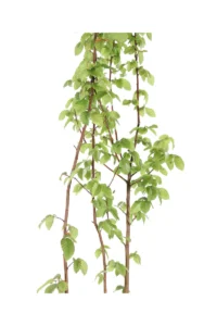 Carpino Bianco - Carpinus Betulus