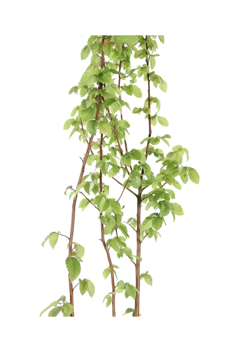 Carpino Bianco - Carpinus Betulus