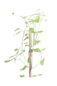 Clematide - Clematis Etoile Violette v15 egarden.store online