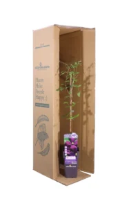 Clematide - Clematis Etoile Violette v15 egarden.store online