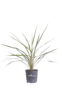 Cordyline Australis Variegata v17 egarden.store online