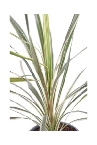 Cordyline Australis Variegata v17 egarden.store online