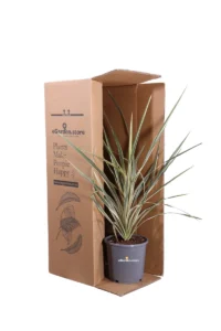 Cordyline Australis Variegata v17 egarden.store online