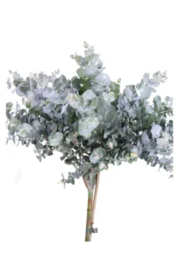 Eucalipto - Eucalyptus Cinerea Alberello v17 egarden.store online