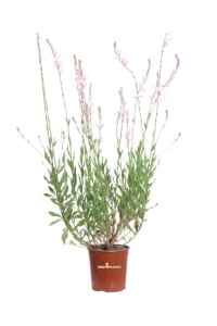 Fior di Orchidea - Gaura Lindheimeri Short Form v17 egarden.store online