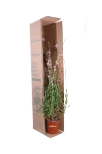 Fior di Orchidea - Gaura Lindheimeri Short Form v17 egarden.store online