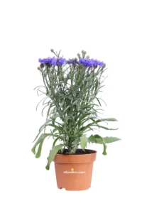 Fiordaliso - Centaurea Cyanus v12 egarden.store online