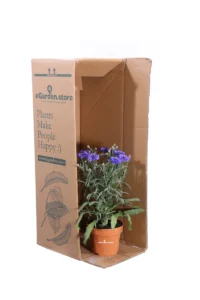 Fiordaliso - Centaurea Cyanus v12 egarden.store online