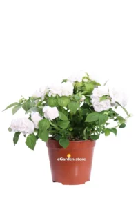 Fiore di Vetro Bianco - Impatiens Walleriana v14 egarden.store online