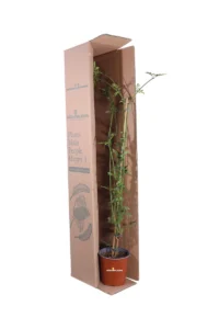 Gelsomino Comune - Jasminum Officinalis v17 egarden.store online