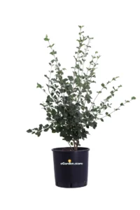 Lillà - Syringa Bloomerang Dark Purple v24 egarden.store online