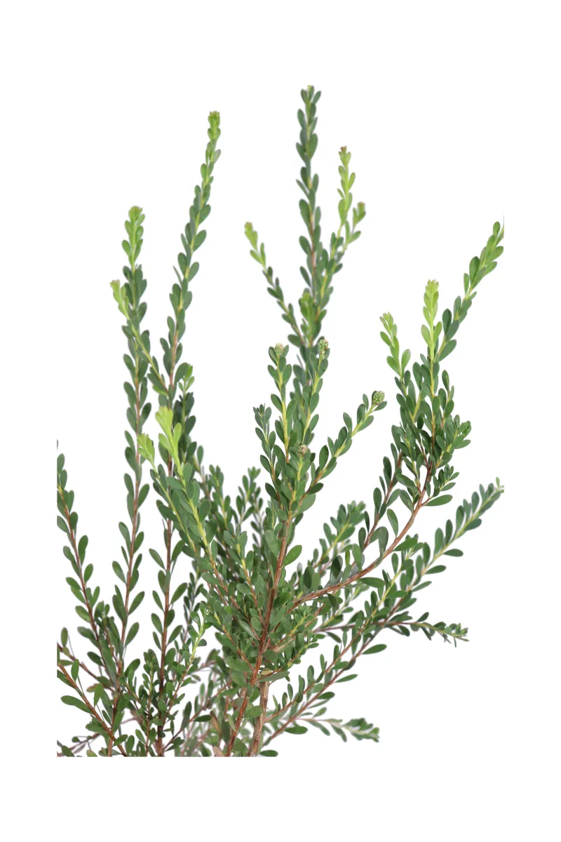 Melaleuca Acuminata v17 egarden.store online