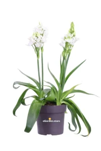 Ornitogallo - Ornithogalum Thyrsoides v14 egarden.store online
