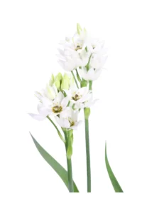 Ornitogallo - Ornithogalum Thyrsoides v14 egarden.store online