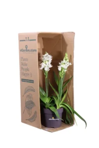 Ornitogallo - Ornithogalum Thyrsoides v14 egarden.store online