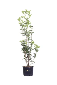 Osmanthus Heterophyllus v20 egarden.store 1 Osmanthus Heterophyllus v20 egarden.store online