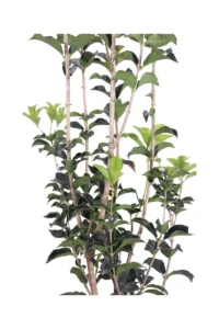 Osmanthus Heterophyllus v20 egarden.store 2 Osmanthus Heterophyllus v20 egarden.store online