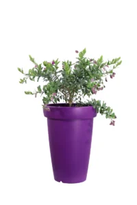 Polygala Myrtifolia Decò Swing Purple v40 egarden.store online