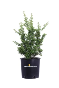 Pyracantha Coccinea Soleil D'Or v24 egarden.store online