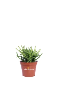 Rhipsalis Grandiflora v8 egarden.store online