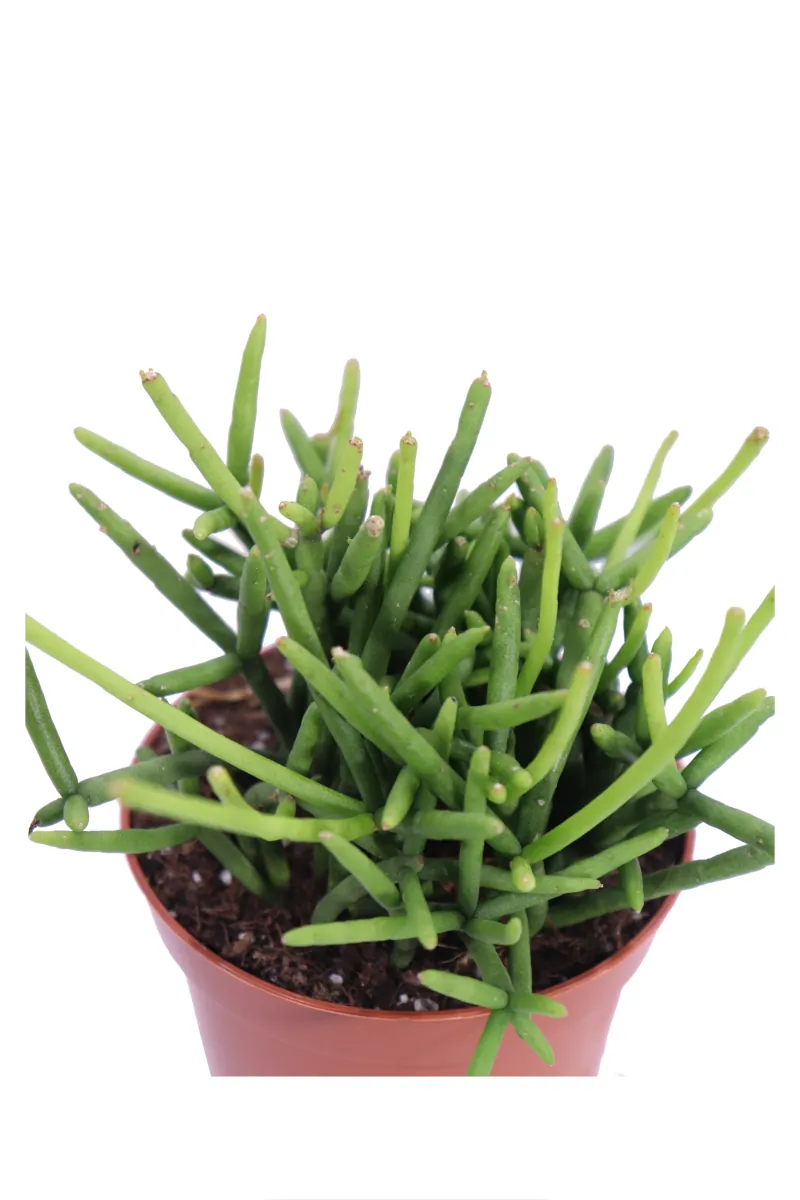 Rhipsalis Grandiflora v8 egarden.store online
