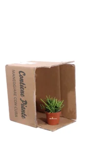 Rhipsalis Grandiflora v8 egarden.store online