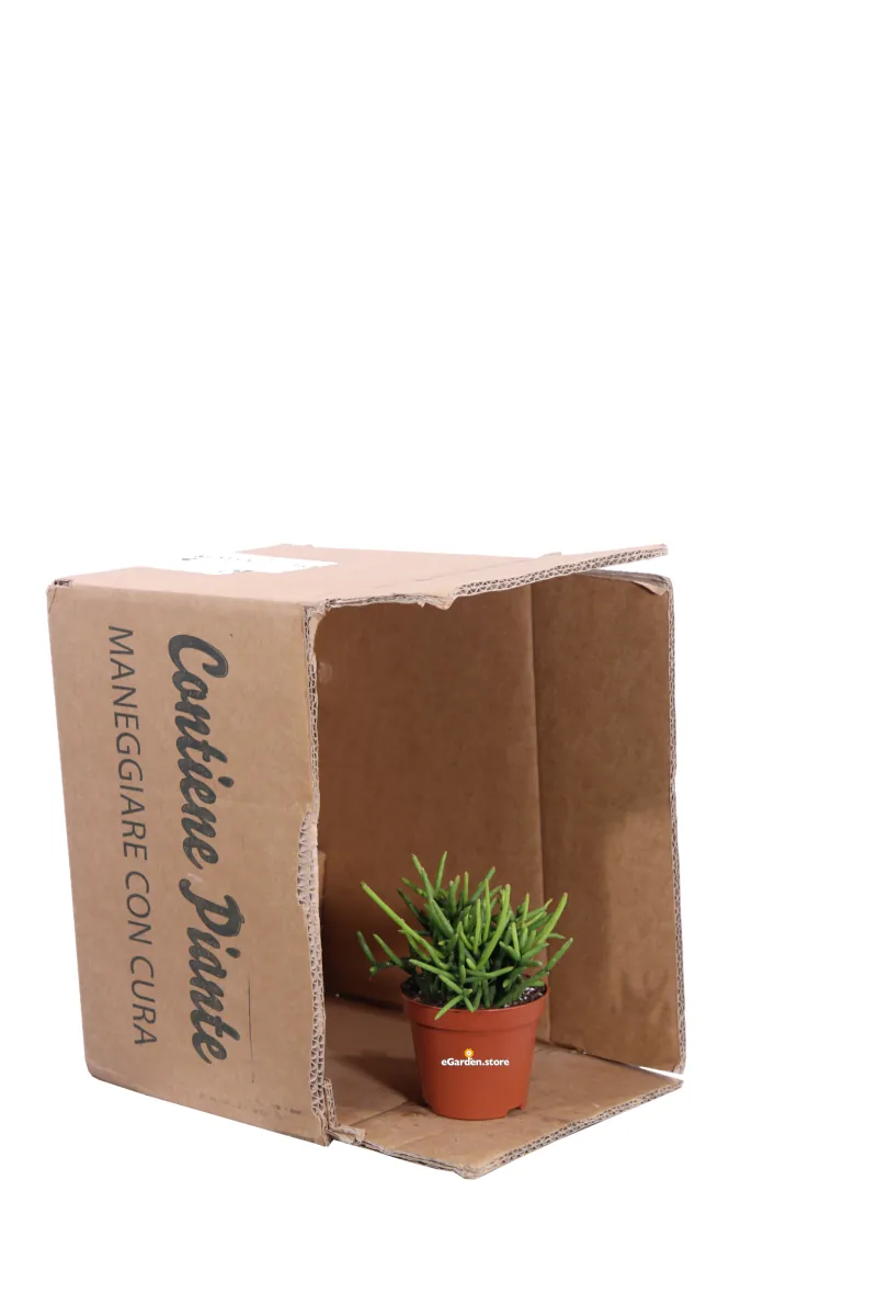 Rhipsalis Grandiflora v8 egarden.store online