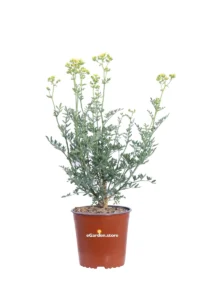 Ruta - Ruta Graveolens v17 egarden.store online