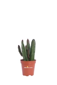 Stapelia Leendertziae v5 egarden.store online