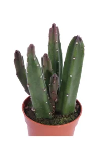 Stapelia Leendertziae