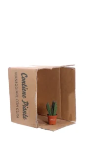 Stapelia Leendertziae v5 egarden.store online