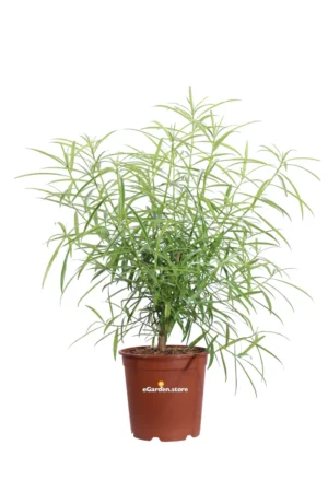 Thevetia Peruviana v24 egarden.store online