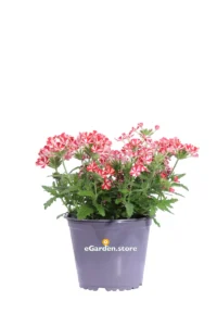Verbena Tapien Rosso Bicolor v14 egarden.store online