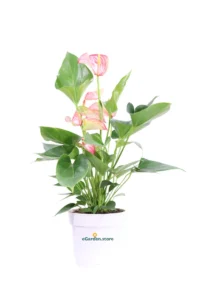 Anthurium Screziato v12 egarden.store 1 Anthurium Screziato v12 egarden.store online