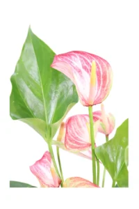 Anthurium Screziato v12 egarden.store 2 Anthurium Screziato v12 egarden.store online