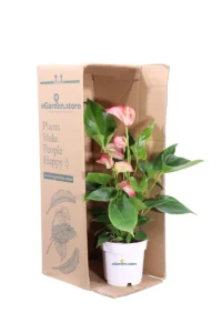 Anthurium Screziato v12 egarden.store 3 Anthurium Screziato v12 egarden.store online