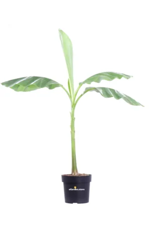 Banano Giapponese - Musa Basjoo v24 egarden.store online