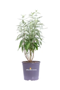 Caryopteris X Clandonensis Blue Empire v17 egarden.store 1 Caryopteris X Clandonensis Blue Empire v17 egarden.store online