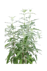 Caryopteris X Clandonensis Blue Empire v17 egarden.store 2 Caryopteris X Clandonensis Blue Empire v17 egarden.store online