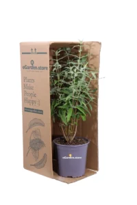 Caryopteris X Clandonensis Blue Empire v17 egarden.store 3 Caryopteris X Clandonensis Blue Empire v17 egarden.store online