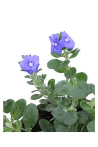 Convolvolo - Convolvulus Blue My Mind v14 egarden.store online