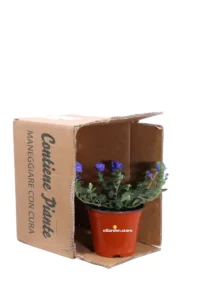 Convolvolo - Convolvulus Blue My Mind v14 egarden.store online