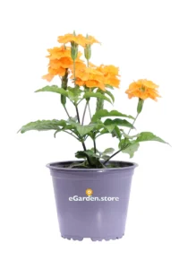 Crossandra Infundibuliformis v14 egarden.store 1 Crossandra Infundibuliformis v14 egarden.store online