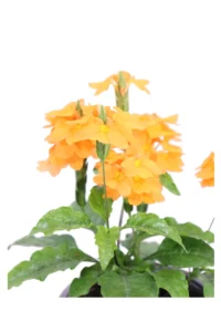 Crossandra Infundibuliformis v14 egarden.store 2 Crossandra Infundibuliformis v14 egarden.store online