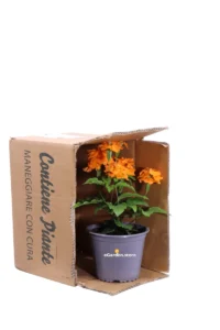 Crossandra Infundibuliformis v14 egarden.store 3 Crossandra Infundibuliformis v14 egarden.store online