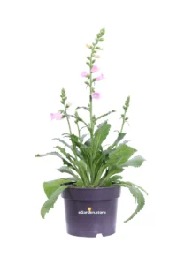 Digitalis Purpurea Rosa v17 egarden.store online