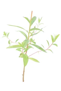 Euphorbia Palustris v9 egarden.store online