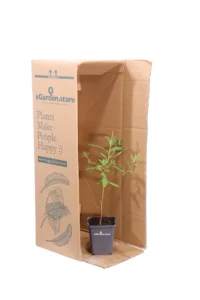 Euphorbia Palustris v9 egarden.store online