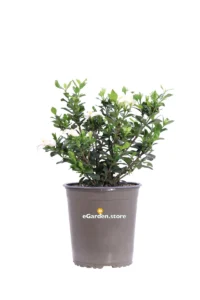 Gardenia Jasminoides Kleim's Hardy v19 egarden.store online