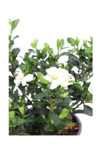 Gardenia Jasminoides Kleim's Hardy v19 egarden.store online